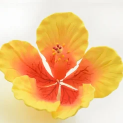 CM Zuckerblumen Hibiskus Giant - 1 Stück