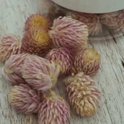 Essbare Blumen Kugelamarant getrocknet - Rosa