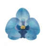 Funcakes Esspapier Orchidee Blau 10 Stück