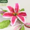 Katy Sue Mould & Veiner Lily - Flower Pro