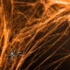 Partydeco Halloween -Spinnennetz Orange 60g