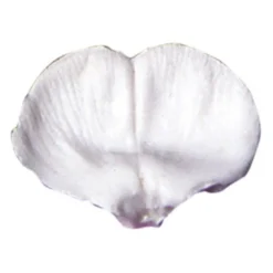 SK Veiner Sweet Pea - Edelwicke